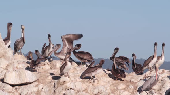 Flock of Brown Pelican on Rock Blue Sky Point Lobos Wildlife California Birds