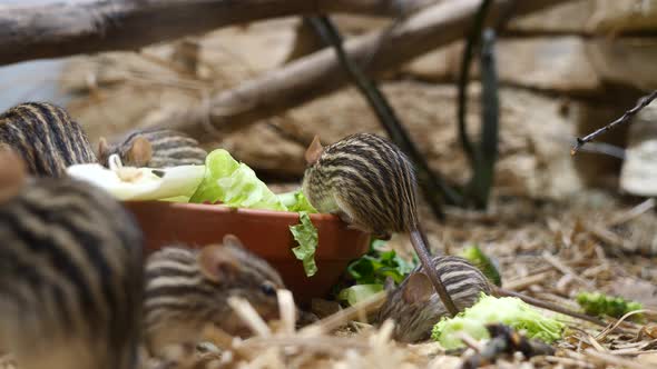 Family of Barbary Lemniscomys eating fresh lettuce leaf in zoo,close up shot alt