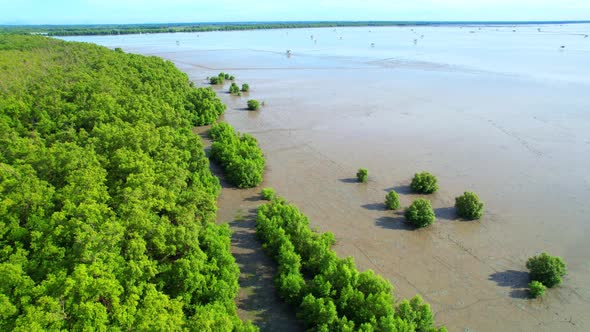 An aerial view from a drone flying over the coastal mangrove forests alt