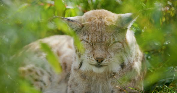 European Lynx Lying in the Grass Sleeping