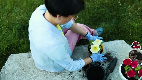 Woman planting petunia surfinia flowers pot, gardening concept