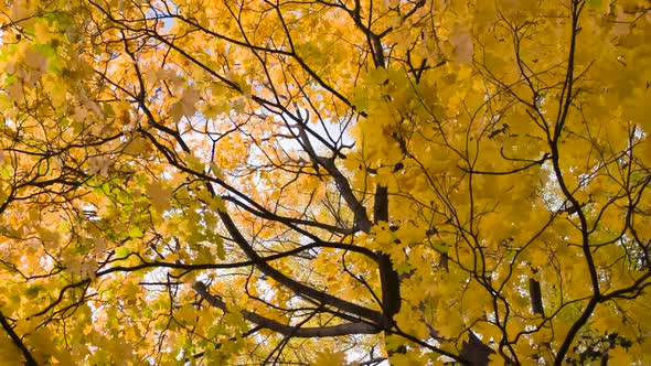 Camera Rotates Under The Autumn Maple