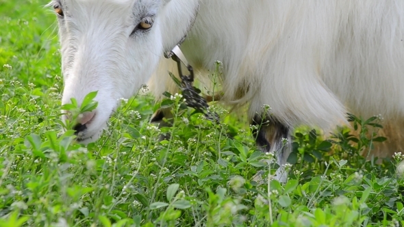 Goat Grazing 02