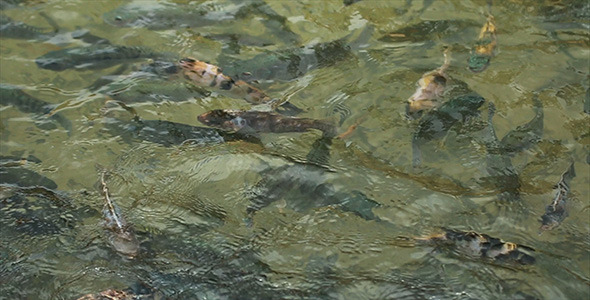 Fish in the Pond 04