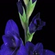 Time-lapse of opening dark blue gladiolus flower - VideoHive Item for Sale