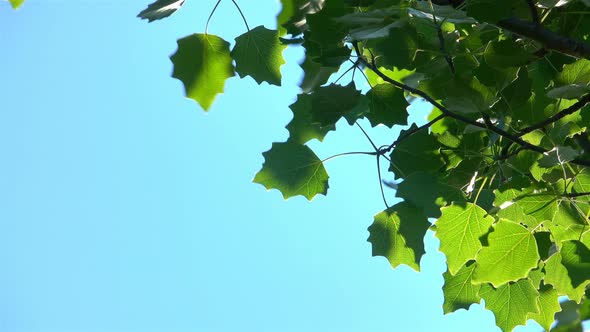 Leaves Of Trees On The Background Of The Blue Sky