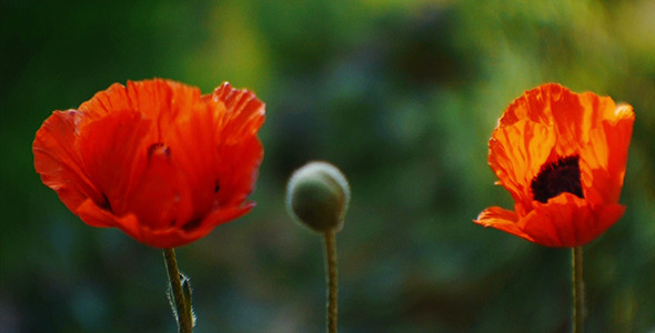 Poppy Flower 3