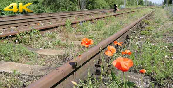 Flower next to the Rail