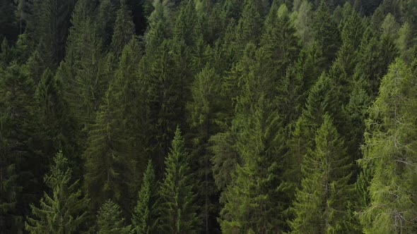 Aerial Tracking On A Fir Forest from The Base Of The Trunks To The Tops Of The Trees