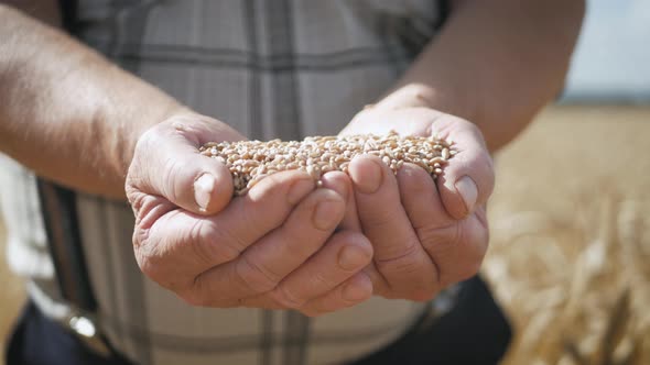 Hands of Adult Farmer Touching and Sifting Wheat Grains in a Sack. Wheat Grain in a Hand After Good alt