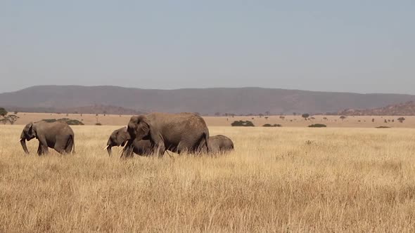 Family Herd of African Elephants Roam Through the Plains of the Serengeti in Tanzania SLOW MOTION alt