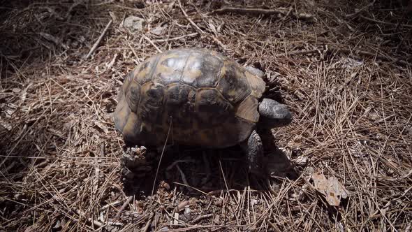 Funny Land Turtle Crawls in Search of Food alt