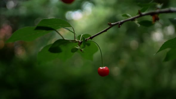 Two Single Cherries on a Cherry Tree with Dense Green Foliage