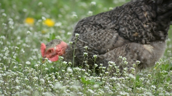 Chicken Nibbles Feed on Green Meadow 01