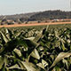 Corn Field with Mountains on a Farm - VideoHive Item for Sale