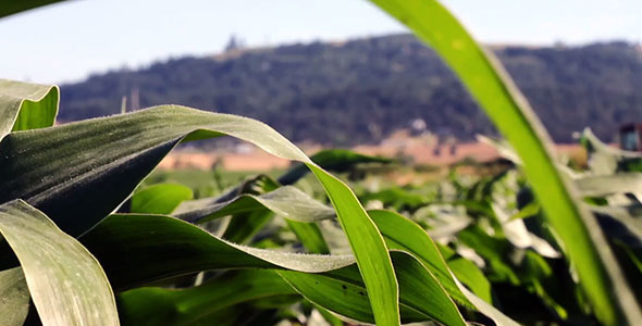 Corn Field Husk in Breeze with Mountains