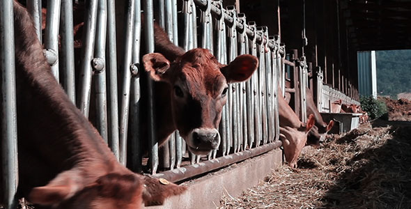 Dairy Cows Eating Hay & Corn