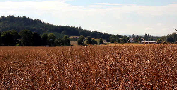Wheat Field in Country Moves with Breeze
