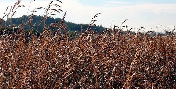 Wheat Field Close Up