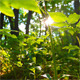 Morning In The Forest 8 - VideoHive Item for Sale