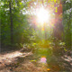 Morning In The Forest 10 - VideoHive Item for Sale