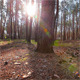 Morning In The Forest 12 - VideoHive Item for Sale