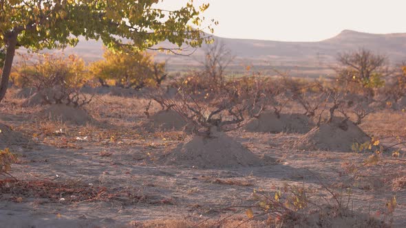 Dry Plants Growing in Sandy Ground on a Summer Day. alt