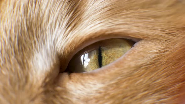 Fluffy Ginger Cat with Thick Fur Opens Wide Orange Shiny Eye alt