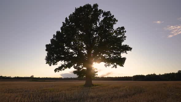 Aproaching Oak Tree alt