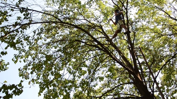 Man Shake Berries from the Tree 01