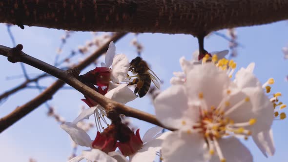 Early spring background, nature awakening, busy bee picks pollen from blossoming fruit flowers