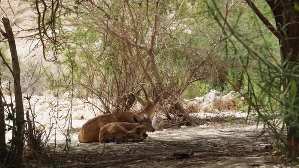 wildlife mother and son capra wild goats in the dead sea dessert 4k