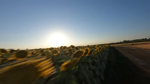 Dynamic Drone Shot Over Endless Fields with Blooming Sunflowers