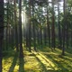 Forest in Morning - VideoHive Item for Sale