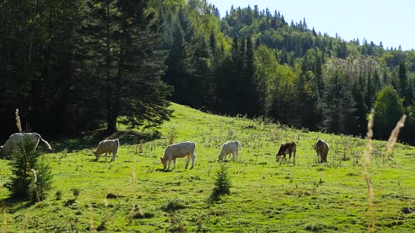 Cows In A Green Field Eating Grass With Forest Behind