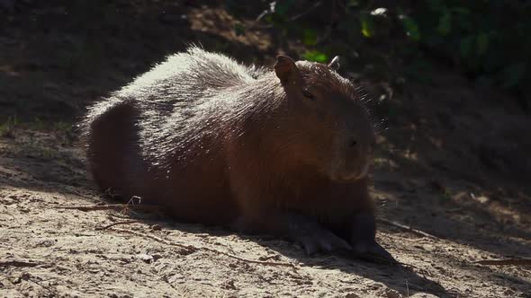 Capybara in Natural Habitat Resting