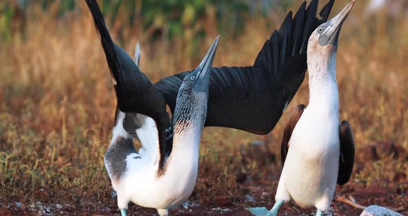 Blue Footed Booby in a mating dance, telephoto alt