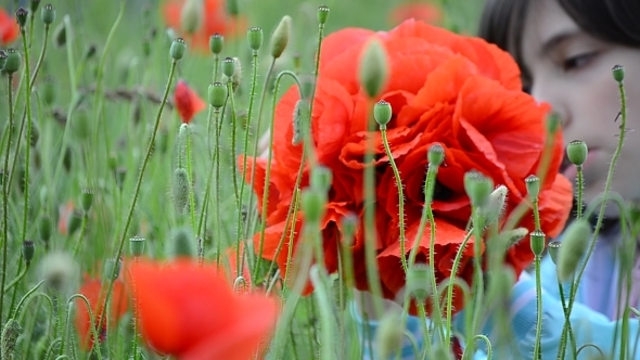 Little Girl Gather a Bouquet of Poppies 02