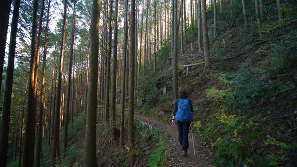 Pan, hiker walks past camera to follow trail through forested hillside, Japan alt