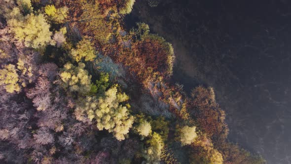 Aerial top down view of the overgrown shore of a wild lake in warm sunset lights.