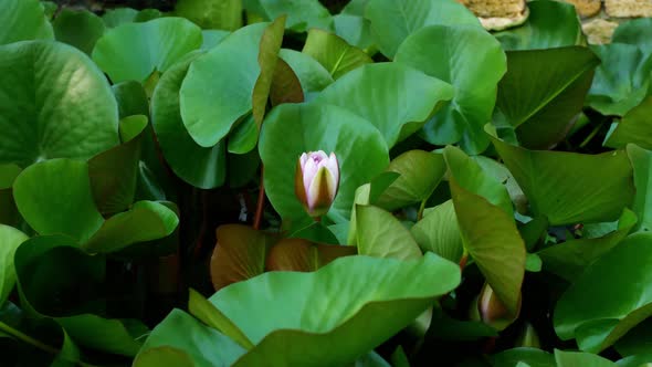 Time lapse lotus opening. The water lily blooming in the pond is surrounded by leaves.