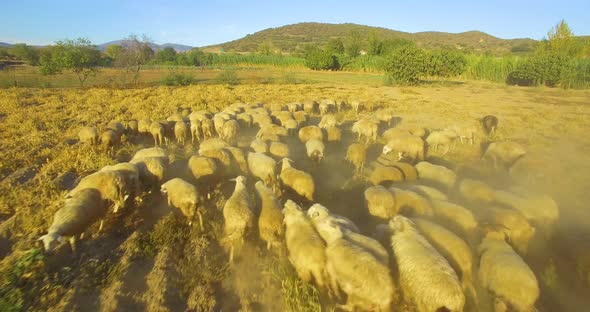 Flock Of Sheeps  alt