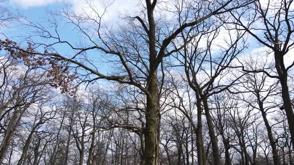Aerial View of a Forest Without Leaves Slow Motion alt