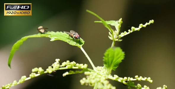 Fly on the Nettle Leaf 3