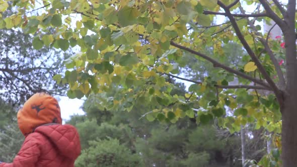 Footage of two caucasian boys, trying to collect autumn leaves from a tree outdoors, on a cloudy aut alt