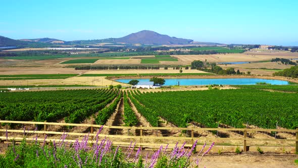 South Africa Vineyard Winery Farm Business Landscape View