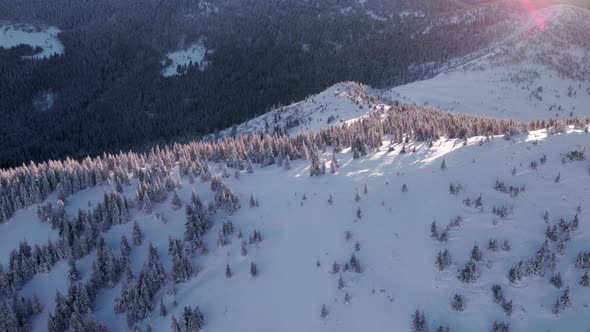 Flying Over Snow Covered Forest Illuminated by the Sun
