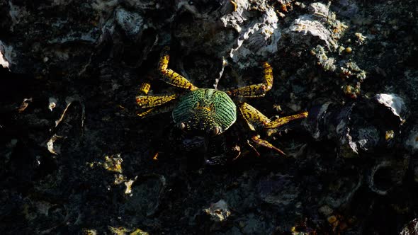 Crab on the Rock at the Beach alt