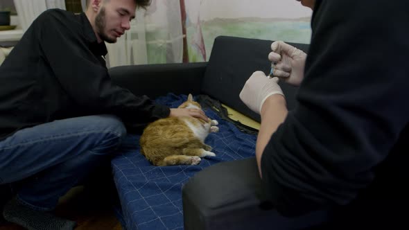 Young Guys Give an Injection to a Sick Red Cat in an Apartment