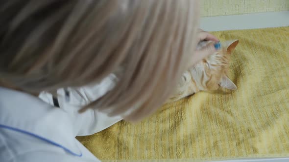 Female Veterinarian Caresses a Ginger Cat Before Examination